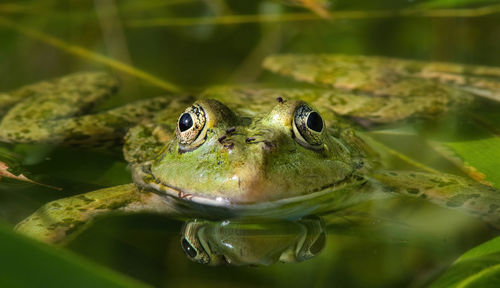 Close up of a green frog lying in the water facing the camera