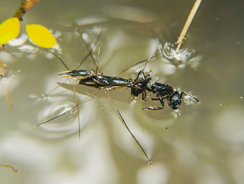 Close-up of insect on plant