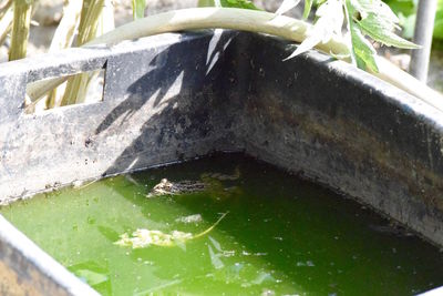 High angle view of turtle in water