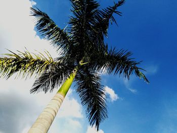 Low angle view of coconut palm tree against blue sky