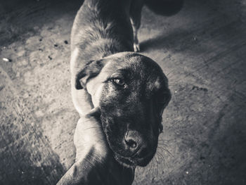 High angle view of person with dog