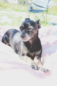 Dog lying down on bed