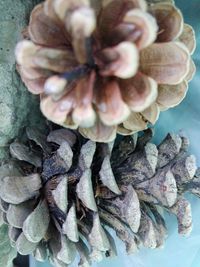 Close-up of a mushrooms