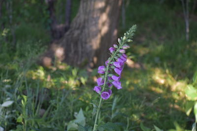 Close-up of purple flowering plant on land