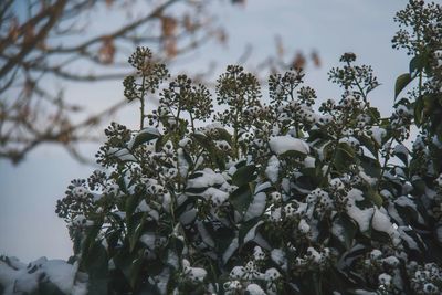 Close-up of white flowering plant against sky