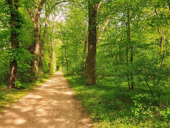 Road amidst trees in forest