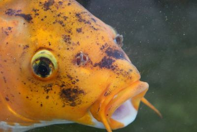 Close-up of fish swimming in sea