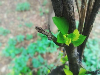 Close-up of lizard on tree trunk