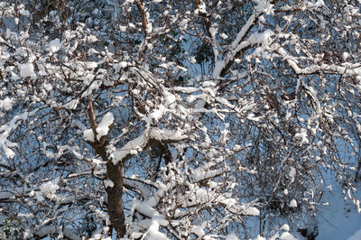 Close-up of frozen tree on field during winter