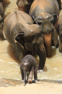 View of elephant in water