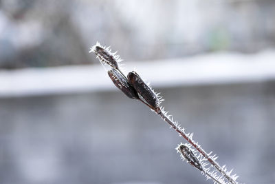 Close-up of frozen leaf