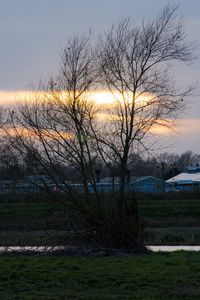 Bare trees on field against sky during sunset