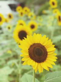 Close-up of yellow flowering plant