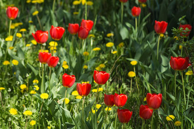 Close-up of red poppy flowers in field