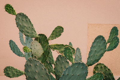 Close-up of leaves against wall