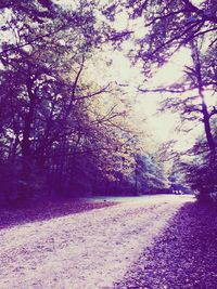 Road passing through forest