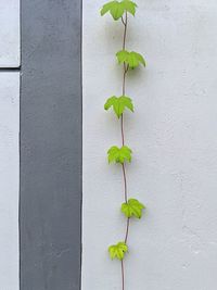 High angle view of yellow flower