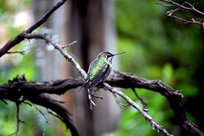 Close-up of bird perching on tree