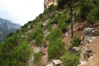 Scenic view of trees and mountains of the qadisha valley in lebanon