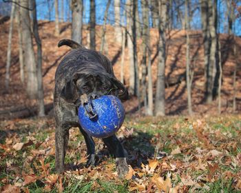 Close-up of dog with ball in forest