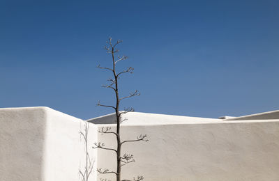 Low angle view of agave plant against white building with blue sky