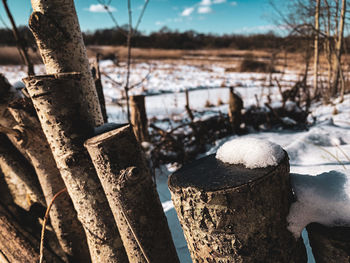 Close-up of logs in snow