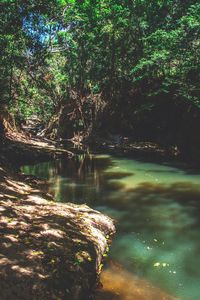 Scenic view of lake in forest