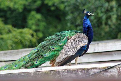 Close-up of peacock perching on wood