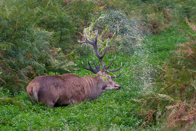 Deer in a forest