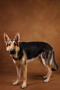 Portrait of dog standing against gray background