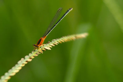 Close-up of insect on plant