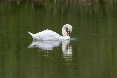 Swan swimming in lake