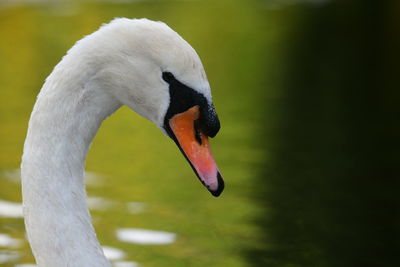 Close-up of swan in lake