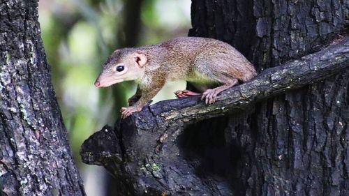 Close-up of lizard on tree trunk