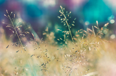 Spring grass flower with colorful bokeh abstract fresh and relx nature background