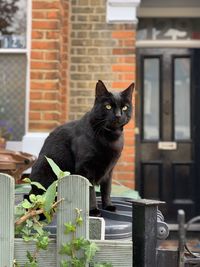 Portrait of black cat sitting against brick wall