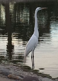 White swan in a lake