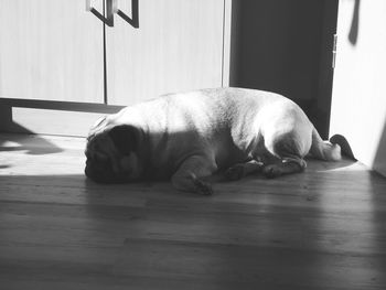 Dog lying on floor