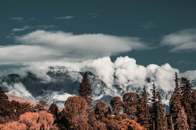 Low angle view of trees on snowcapped mountains against sky