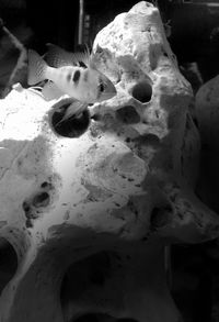 Close up of dead plant