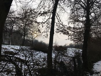 Trees in forest during winter