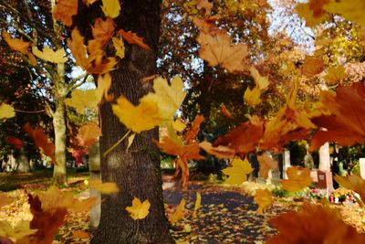 Close-up of autumn tree