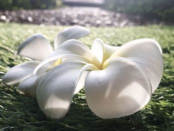 Close-up of white flowers on grass