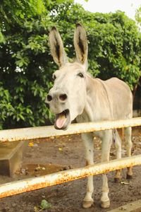 Close-up of donkey standing on field. donkey braying. donkey meme