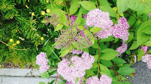 Close-up of pink flowers