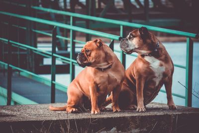 Dogs looking away while sitting on retaining wall