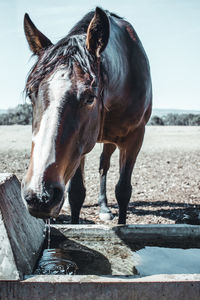 Horse standing in ranch