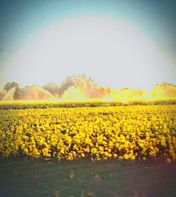 Plants growing on field at sunset