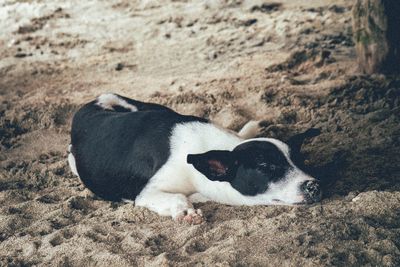 Dog on beach