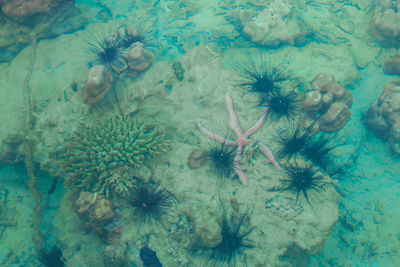 High angle view of coral in sea